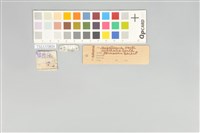 五色鳥藏品圖，第11張
